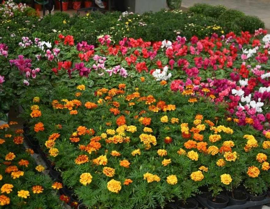 Κεντρική Ανθαγορά Ελλάδος0