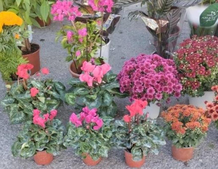 Λαϊκή Αγορά Αγ. Πέτρος4