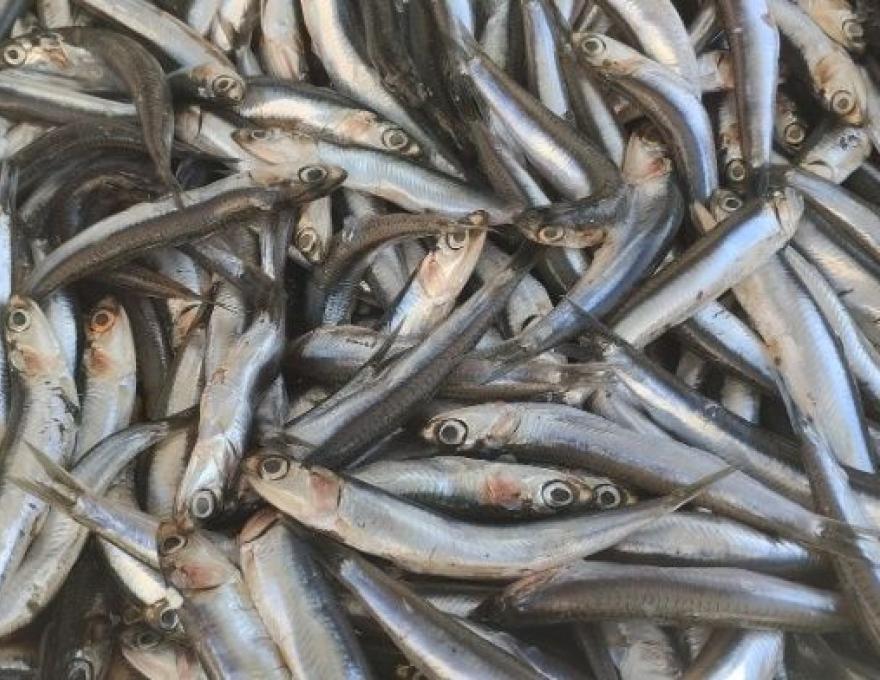 Λαϊκή Αγορά Κόκκινος Μύλος4