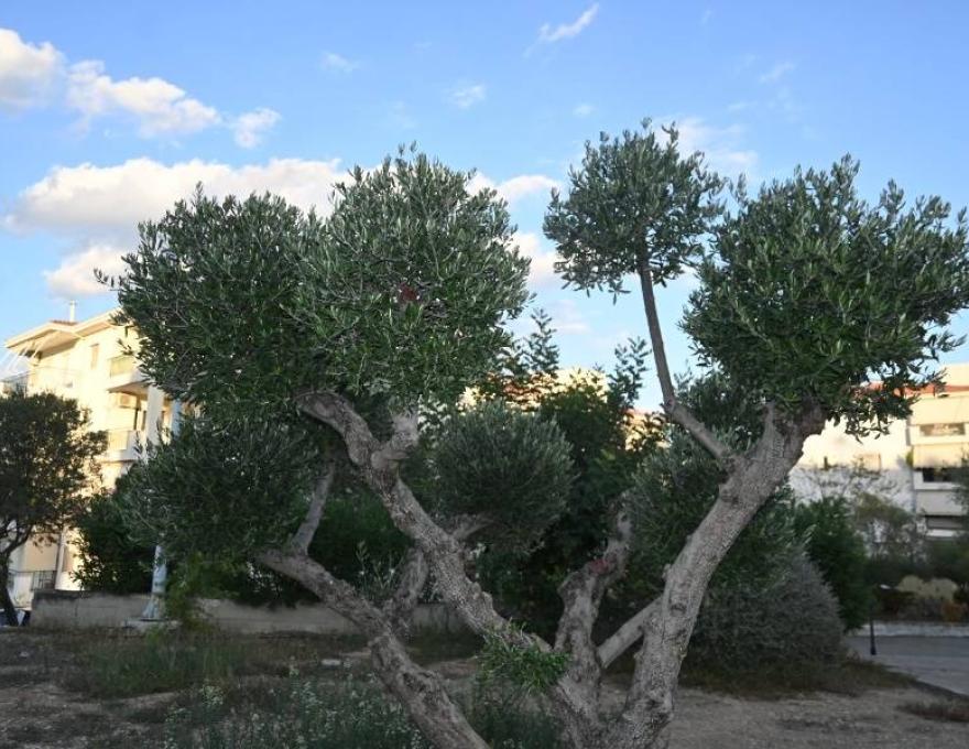 Πλατεία Αγίας Άννας2