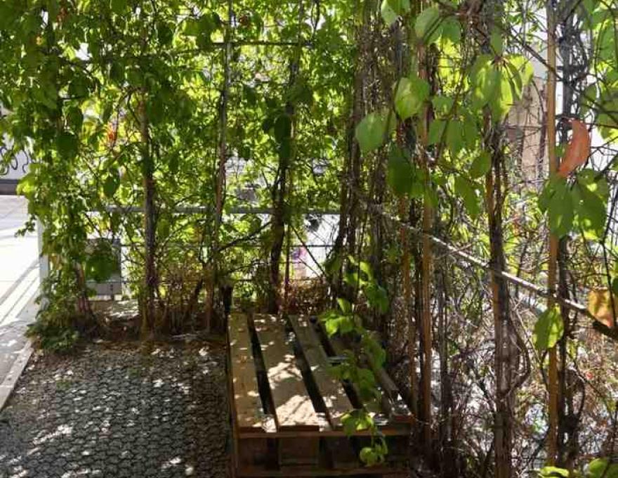 Το Φωτόδεντρο1