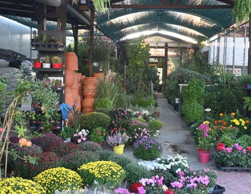 Φυτώρια Τσιπούρα0