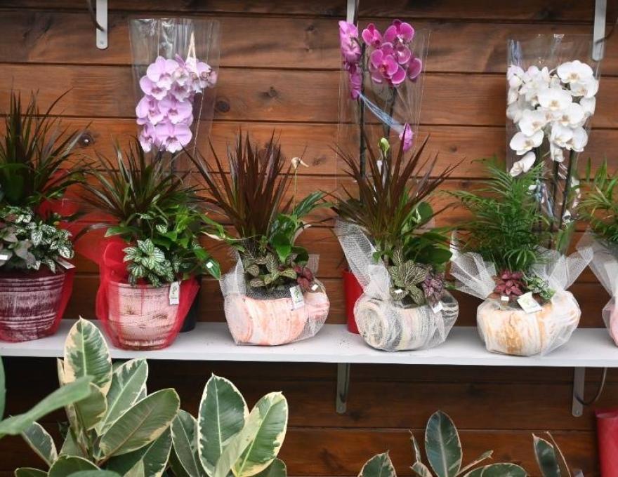 Φυτώρια Τσιπούρα1