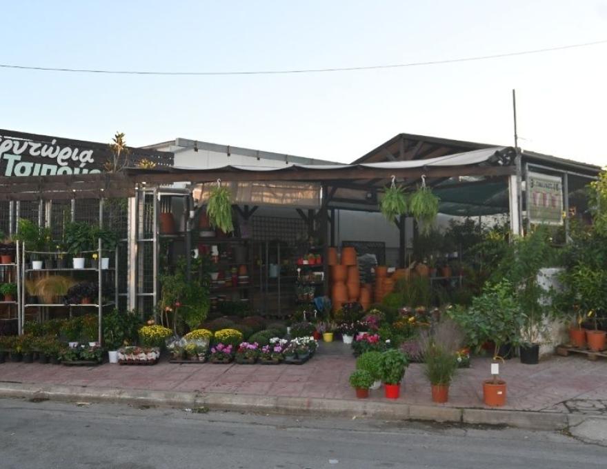 Φυτώρια Τσιπούρα4