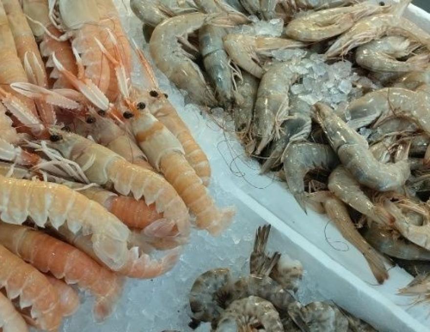 Χριστόφορος1